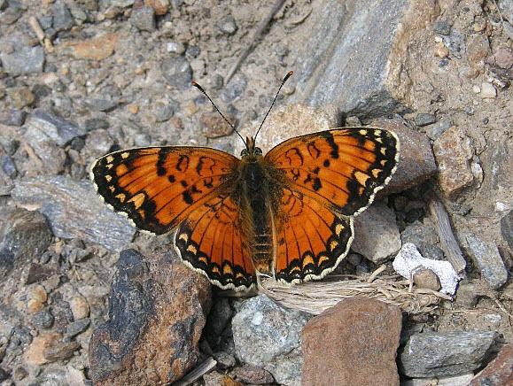 Sibina Fritillary