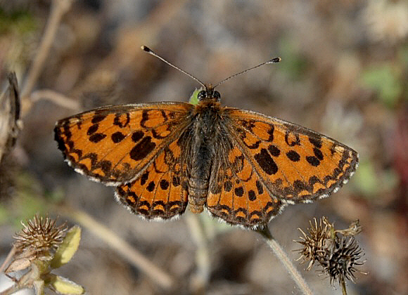 Melitaea%20trivia%20ab%200135 001a - Learn Butterflies