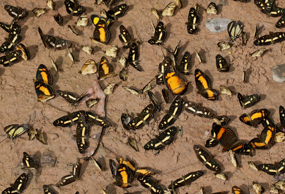 Castilia angusta, Rio Shima, Satipo, Peru - Adrian Hoskins