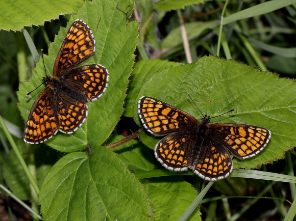 Mellicta%20athalia%202417 001a - Learn Butterflies