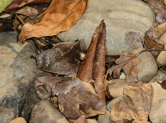 Oenomais Leafwing