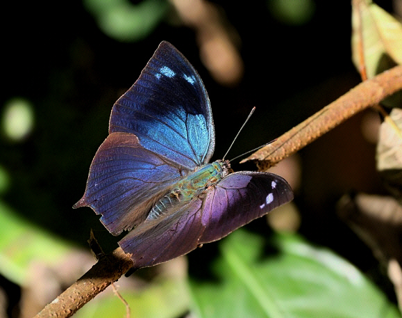 Acidalia Leafwing