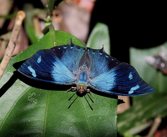 Glauce Leafwing