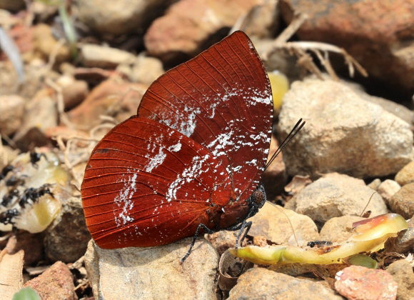 Laura’s Leafwing