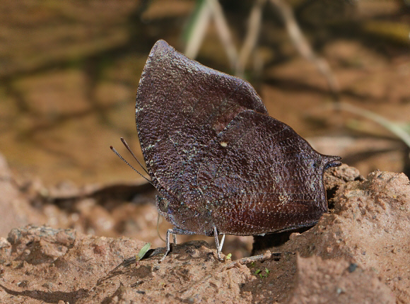 Moruus Leafwing