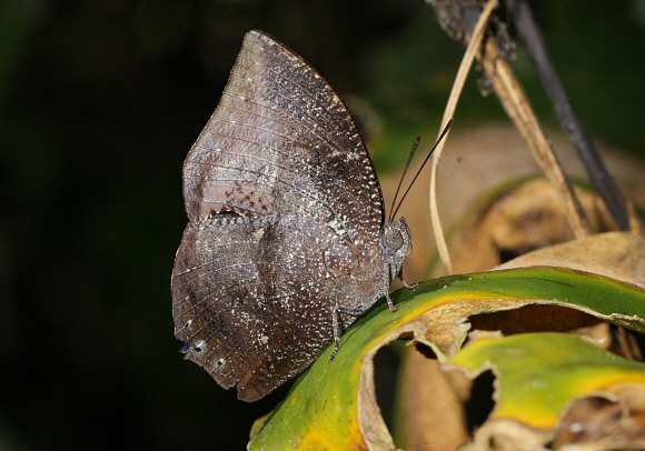 Offa Leafwing