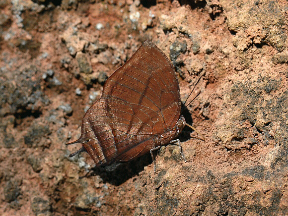 Streaky Leafwing