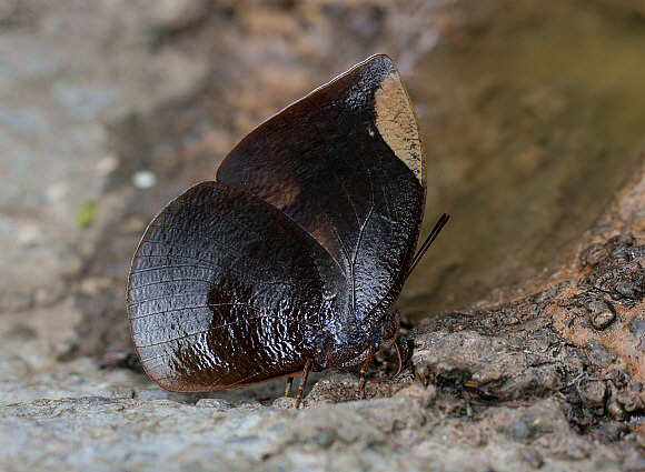 Polyxo Leafwing