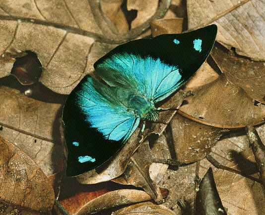 Cyan Leafwing