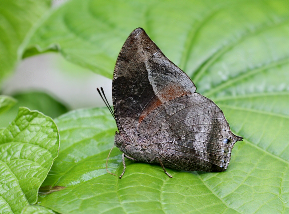 Westwood’s Leafwing