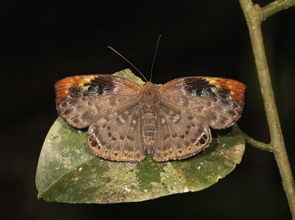 Hebrus Metalmark