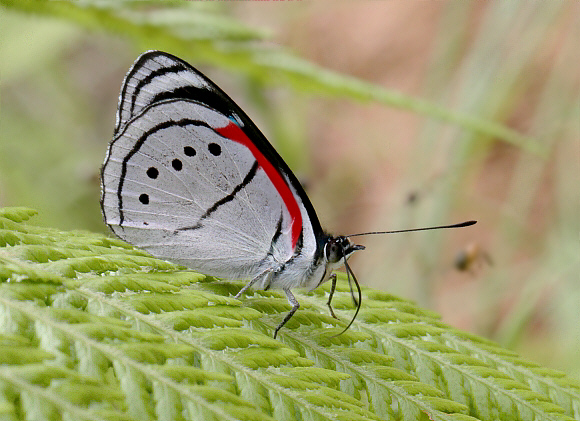 Mesotaenia%20vaninka%202837 001a - Learn Butterflies