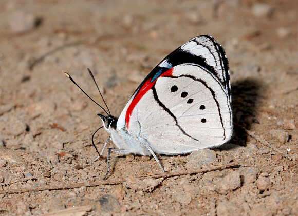 Mesotaenia%20vaninka%20doris%201640 001a - Learn Butterflies