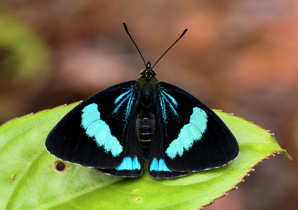 Mesotaenia%20vaninka%20doris%202439 003c - Learn Butterflies