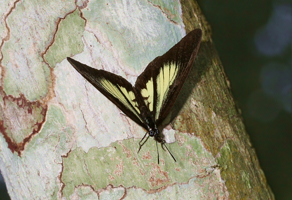 Mesoxantha ethosea, Bunso, Ghana – Adrian Hoskins