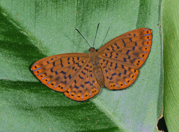 Lucius Metalmark