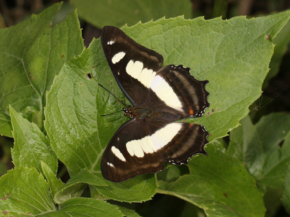 Metamorpha elissa elissa, Rio Shima, Satipo, Peru - Adrian Hoskins