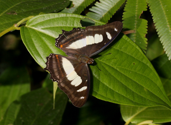 Metamorpha elissa elissa, Satipo, Peru - Adrian Hoskins