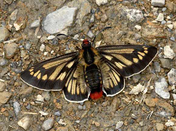 Cosinga Hawker