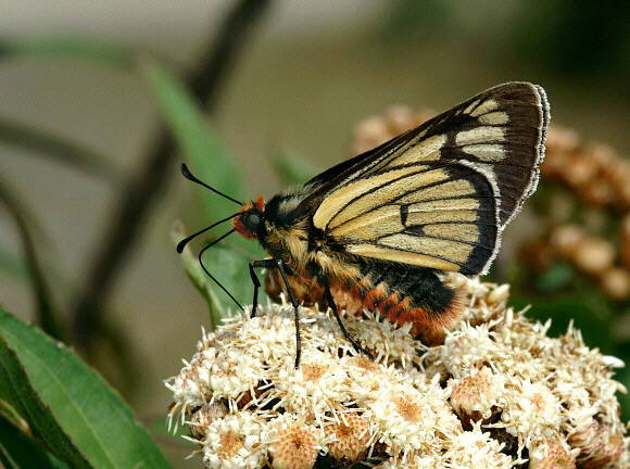 Metardaris cosinga, Manu cloudforest, 2800m, Peru - Adrian Hoskins