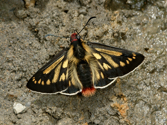 Metardaris cosinga, Manu cloudforest, 2800m, Peru - Adrian Hoskins