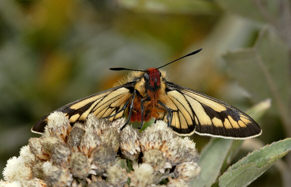 Metardaris cosinga, Manu cloudforest, 2800m, Peru - Adrian Hoskins