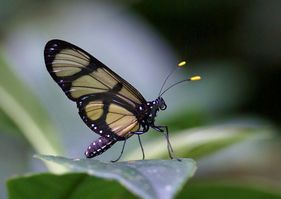 Giant Glasswing