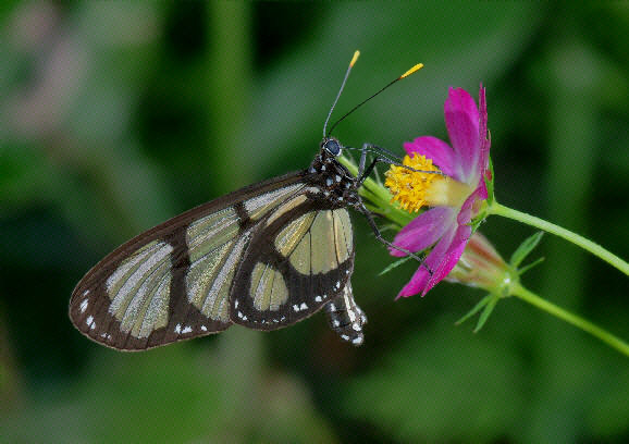 Methona confusa, Madre de Dios, Peru – Adrian Hoskins