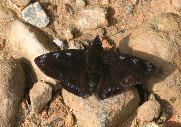 Mictris crispus caerula, Tatama NP, Colombia - Adrian Hoskins