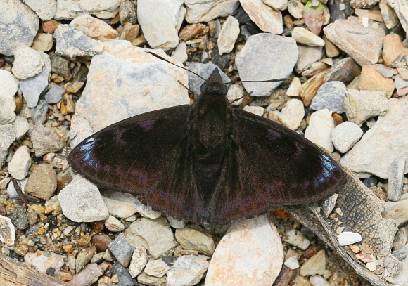 Crisp Skipper