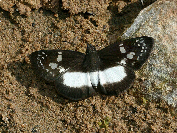 Peru Bird-dropping Skipper