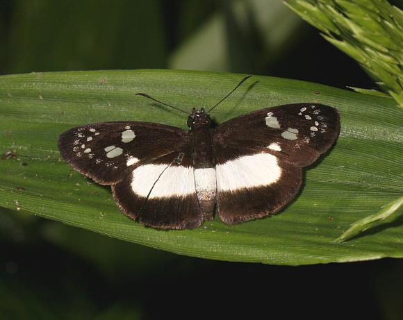 Common Bird-dropping Skipper