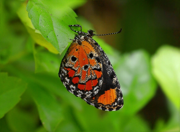 Mimeresia libentina, Bobiri, Ghana – Peter Bygate