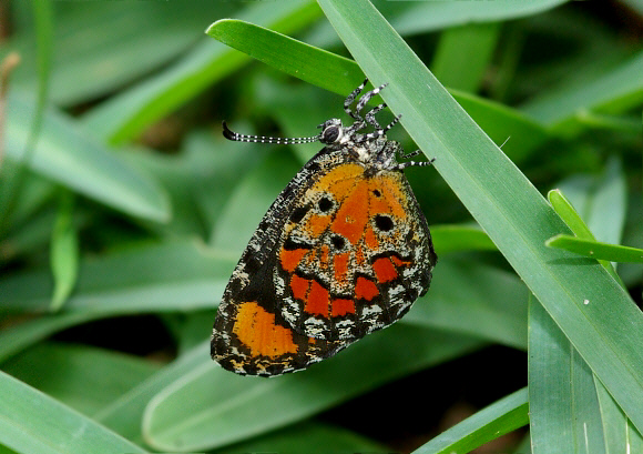 Common Harlequin