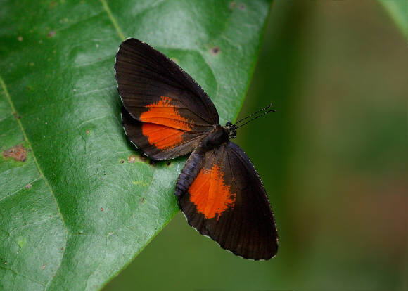 Mimeresia libentina, Bobiri, Ghana – Peter Bygate