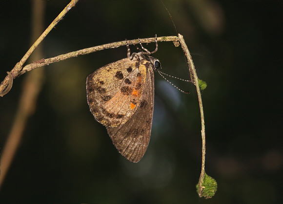 Eresine Harlequin