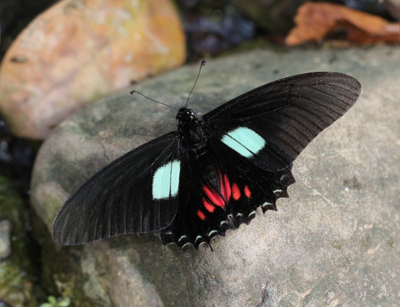 Peruvian Cattleheart Mimic