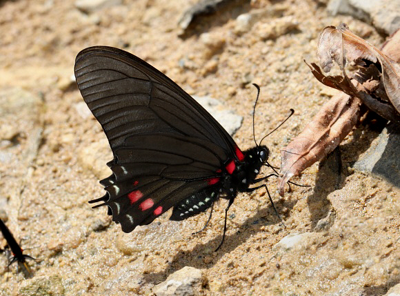 Mimoides xynias, Satipo, Peru - Adrian Hoskins