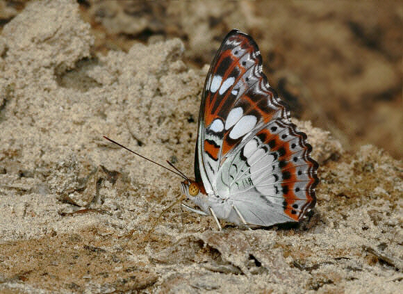 Moduza procris, male - Adrian Hoskins