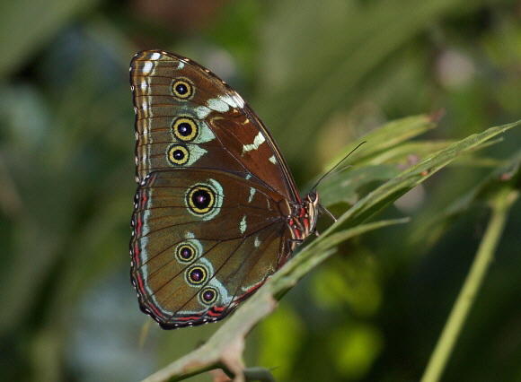 Achilles Blue Morpho