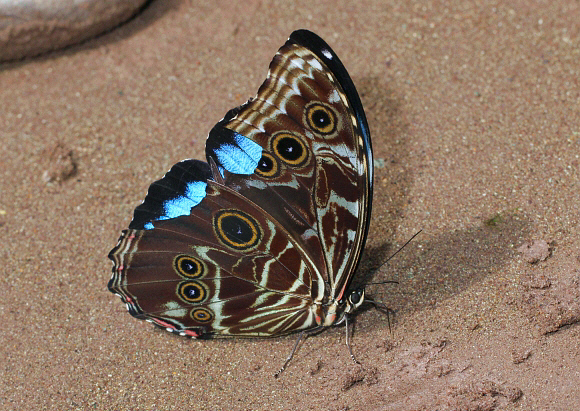 Marbled Morpho