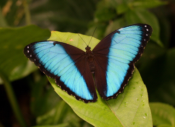 Common Blue Morpho