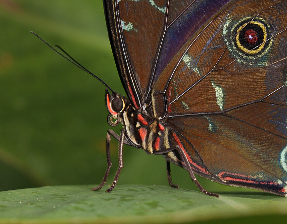 Morpho helenor, Catarata Bayoz, La Merced, Peru - Adrian Hoskins