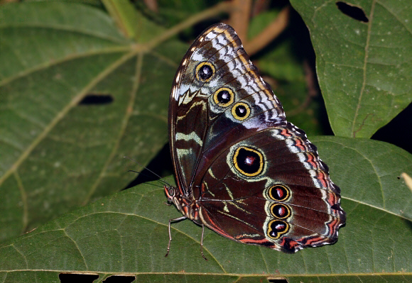 Morpho helenor rugitaeniatus, Tatama NP, Colombia - Adrian Hoskins