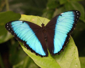 Morpho%20helenor%20small small - Butterflies Store