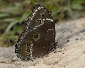 Morpho%20helenor%20uns%20small small - Learn Butterflies