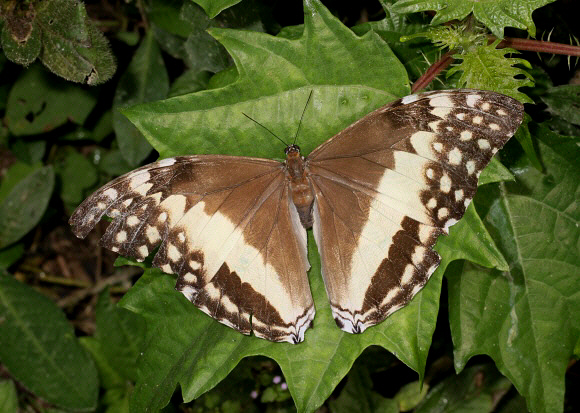 Adonis Morpho