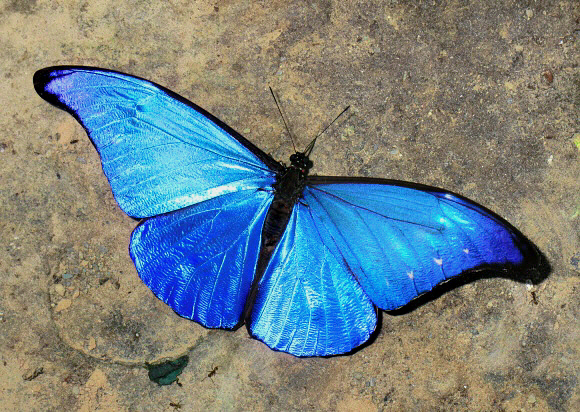 Morpho rhetenor cacica, Satipo, Peru – Adrian Hoskins