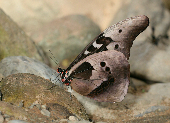 Morpho rhetenor cacica, Satipo, Peru – Adrian Hoskins