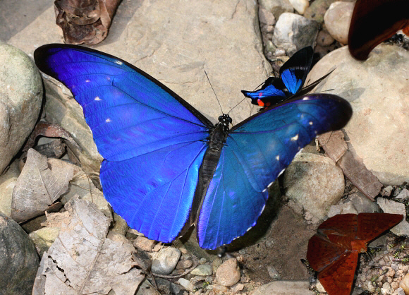 Sickle-winged Morpho